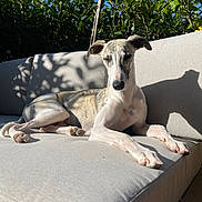 Léon a rejoint le concours — aidez-le/la à gagner de superbes lots ! dog, canine, lounge, sofa, outdoor, sunlight, shadow, relaxing, pet, white, brindle, fur, ears, paws, couch, greenery, plants, daylight, resting, calm