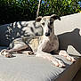 dog, canine, lounge, sofa, outdoor, sunlight, shadow, relaxing, pet, white, brindle, fur, ears, paws, couch, greenery, plants, daylight, resting, calm