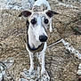 dog, whippet, pet, animal, rocky_surface, outdoor, harness, curious, attentive, standing, nature, close_up, ears, brown_spots, white_fur, snout, eyes, nose, background_rocks, daylight