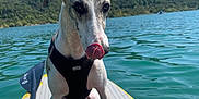 Léon participe au concours pour gagner de l'argent avec cette photo : dog, paddleboard, water, lake, outdoor, nature, animal, pet, summer, blue_sky, forest, daytime, canine, tongue_out, sport, adventure, recreation, leash, harness, calm