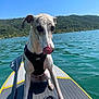 dog, paddleboard, water, lake, outdoor, nature, animal, pet, summer, blue_sky, forest, daytime, canine, tongue_out, sport, adventure, recreation, leash, harness, calm
