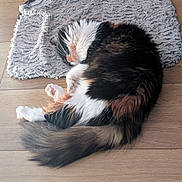 Missy joined the competition — help win amazing prizes! cat, sleeping, fluffy, tricolor, fur, rug, wooden_floor, cozy, pet, domestic_animal, whiskers, tail, paws, relaxation, indoor, resting, cute, feline, animal, peaceful