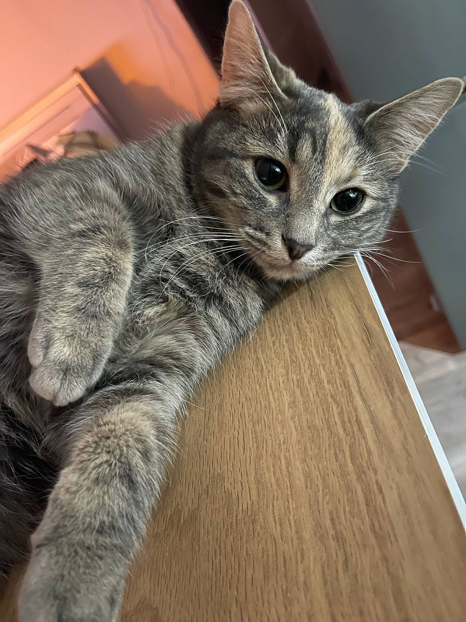 Meí participe au concours pour gagner de l'argent avec cette photo : carnivore, cat, claw, comfort, domestic_short_haired_cat, felidae, flooring, fur, grey, hardwood, paw, sitting, small_to_medium_sized_cats, snout, tail, varnish, whiskers, wood, wood_stain