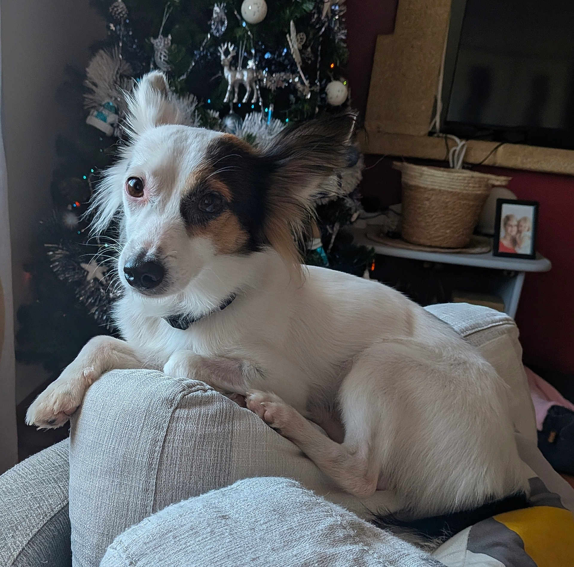 Kovu participe au concours pour gagner de l'argent avec cette photo : dog, couch, living_room, christmas_tree, decorations, pet, relaxed, white_fur, brown_patch, black_patch, ears, nose, eyes, home_interior, furniture, holiday, cozy, portrait, domestic_animal, indoor