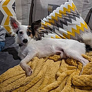 Kovu participe au concours pour gagner de l'argent avec cette photo : dog, couch, blanket, pillow, indoor, pet, relaxed, furniture, cozy, laying_down, white_fur, black_fur, brown_fur, ears, nose, tail, home, living_room, domestic_animal, resting