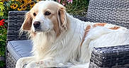 Joy a rejoint le concours — aidez-le/la à gagner de superbes lots ! animal, backyard, canine, chair, colorful, daylight, dog, flower, fur, garden, greenery, nature, outdoor, paws, peaceful, pet, relaxing, resting, summer, woven_furniture