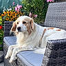 animal, backyard, canine, chair, colorful, daylight, dog, flower, fur, garden, greenery, nature, outdoor, paws, peaceful, pet, relaxing, resting, summer, woven_furniture