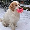 animal, cute, dog, fence, grass, mouth, nature, nose, orange_spikes, outdoor, pet, pink_ball, playful, shrubs, sitting, snow, tan_fur, toy, white_fur, winter