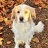 animal, autumn_leaves, brown, canine, cute, daylight, dog, earth, fall, friendly, fur, ground, leaf_litter, nature, outdoor, pet, portrait, sitting, sunlight, white