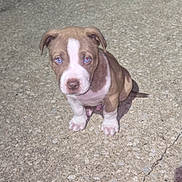 Marley joined the competition — help win amazing prizes! puppy, dog, brown, white, blue_eyes, sitting, outdoor, concrete, curious, cute, young, pet, animal, fur, small, looking_up, ears, tail, nose, paw