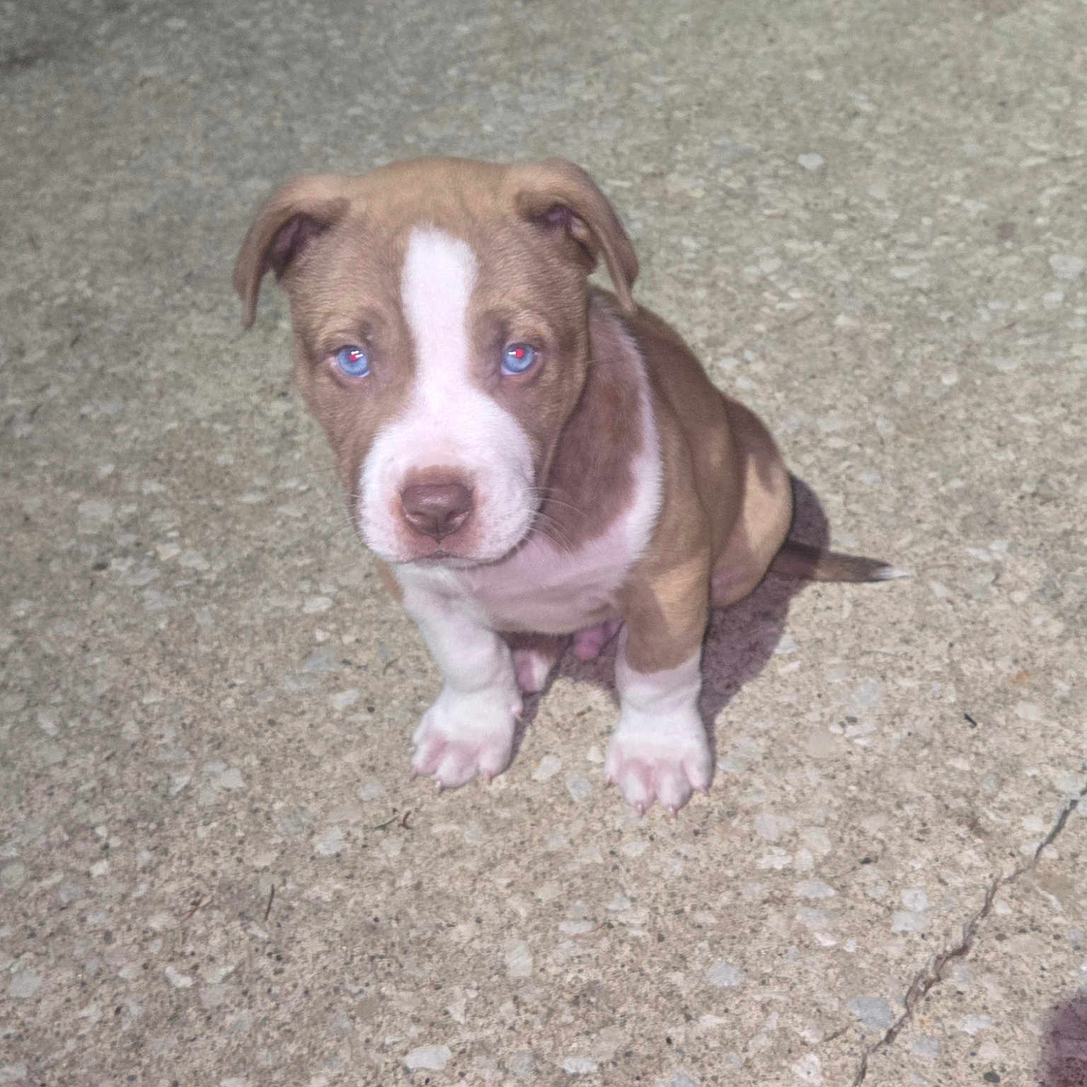 Marley joined the competition — help win amazing prizes! puppy, dog, brown, white, blue_eyes, sitting, outdoor, concrete, curious, cute, young, pet, animal, fur, small, looking_up, ears, tail, nose, paw