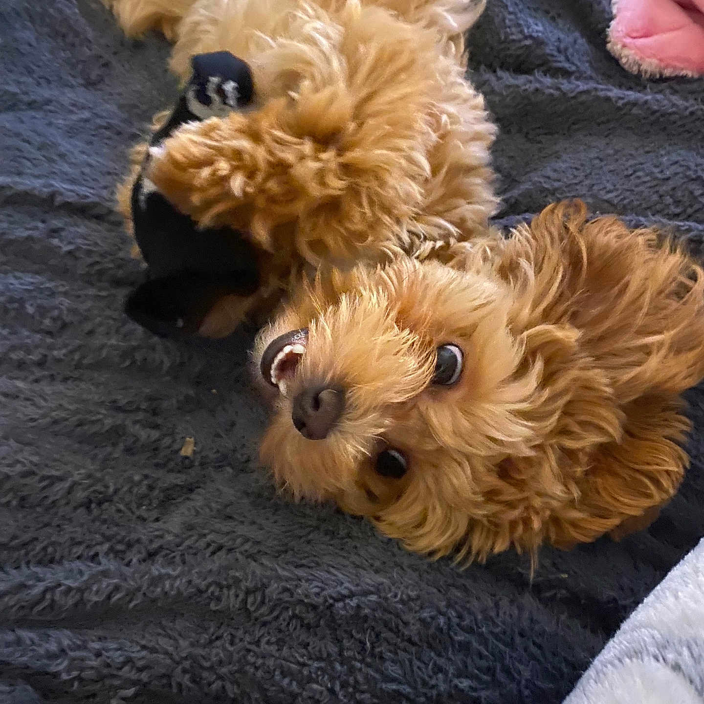 Mia Newton is registered to the contest to win money with this photo: animal, ball, blanket, canine, cat, cockerspaniel, dog, dogbed, football, kitten, person, pet, poodle, puppy, quilt, sleeping, soccer, soccerball, terrier, whitedog