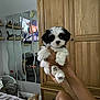 Misha is registered to the contest to win money with this photo: animal, bed, bedroom, blanket, cozy, cute, dog, furniture, hand, holding, indoor, mirror, paw, person, pet, puppy, reflection, small_dog, tv_screen, wooden_cabinet