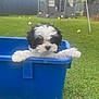 Misha is registered to the contest to win money with this photo: animal, backyard, black_and_white, blue_tub, cute, daylight, dog, fence, fluffy, garden, grass, greenery, nature, outdoor, pet, playful, puppy, shed, small_dog, toy