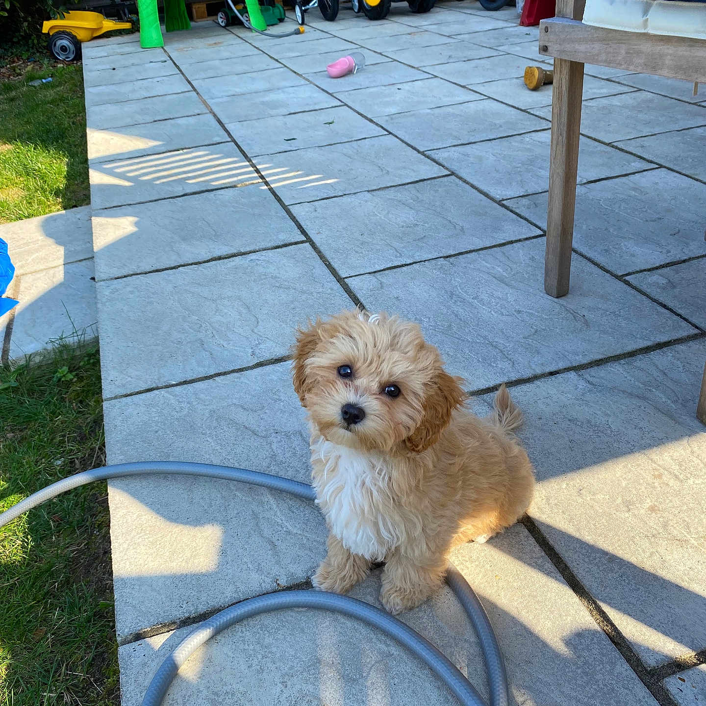 Mia