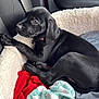 Mazikeen joined the competition — help win amazing prizes! animal, black_dog, blanket, car_interior, collar, comfort, companion, cozy, cute, dog, dog_bed, fluffy, fur, indoor, pet, puppy, resting, seatbelt, sleepy, young_dog
