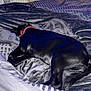 bed, black_dog, blanket, christmas_tree, collar, comfort, cozy, decorations, dog, domestic_animal, fur, furniture, holiday, holiday_decor, indoor, lights, pet, relaxation, resting, sleeping
