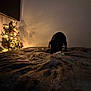 bed, blanket, christmas_tree, cozy, curious, dark, decorations, dog, holiday, indoor, lights, night, pet, playing, rumpled_bedspread, shadow, small, soft_lighting, toy, wall