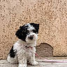 Bianca participe au concours pour gagner de l'argent avec cette photo : puppy, dog, curly_fur, black_and_white, sitting, leash, pink_leash, wall, textured_wall, outdoor, concrete_floor, cute, pet, animal, young_dog, small_dog, adorable, fur, portrait, curious