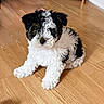 puppy, dog, black_and_white, curly_fur, sitting, wooden_floor, pet, cute, animal, indoor, small_dog, fur, young, canine, looking_at_camera, adorable, companion, domestic_animal, curious, fluffy