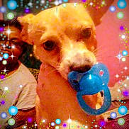 Ceiko Cashaw joined the competition — help win amazing prizes! bedroom, chihuahua, closeup, cute, dog, eyes, face, filter, glitter, hand, holding, indoor, muzzle, pacifier, person, pet, pink, portrait, sparkles, toy