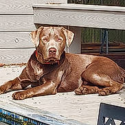 Gunner joined the competition — help win amazing prizes! dog, brown_dog, outdoor, deck, wooden_deck, poolside, sunlight, pet, canine, relaxed, fence, backyard, animal, daylight, collar, resting, summer, paw, leisure, quiet