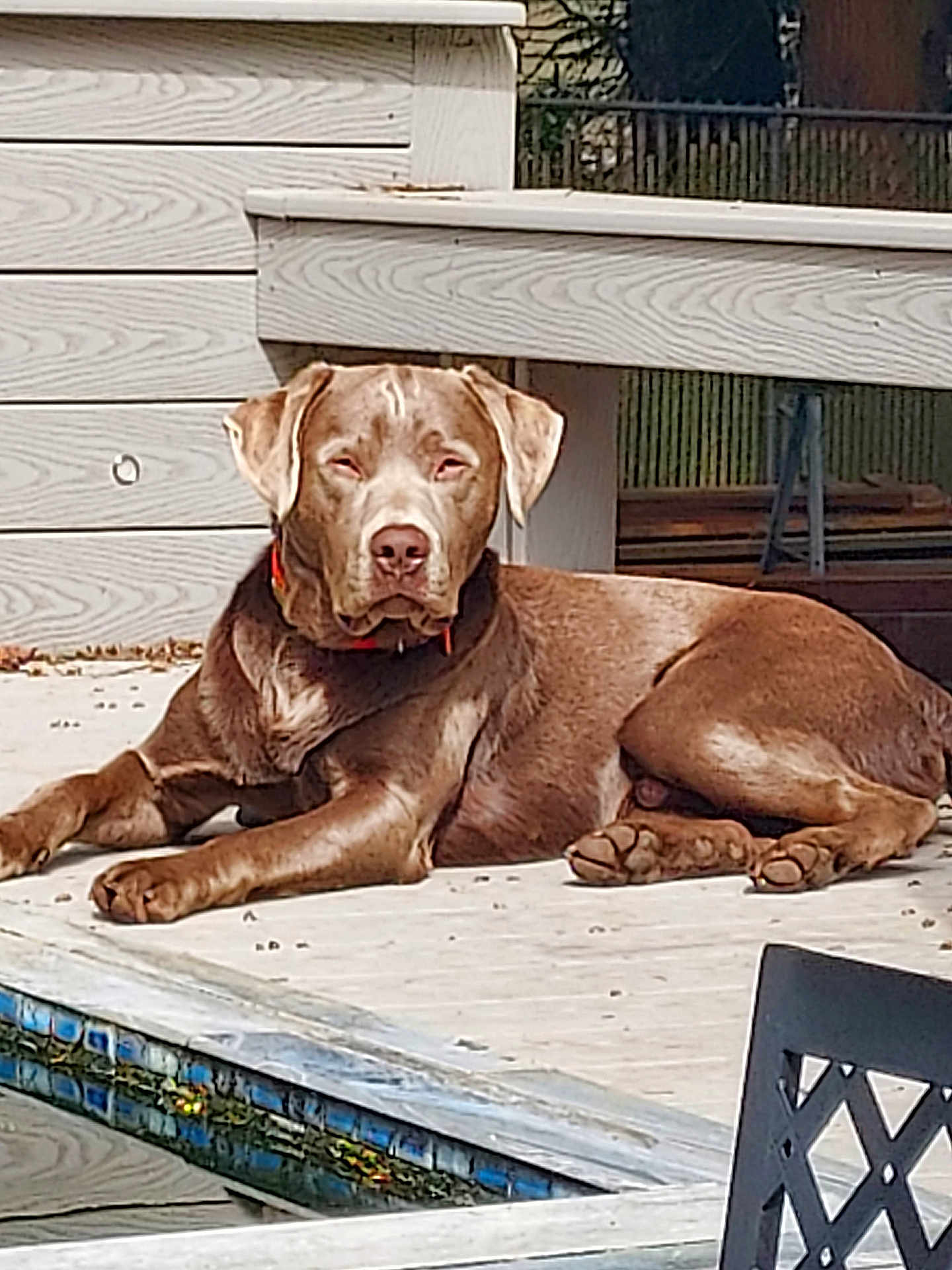 Gunner joined the competition — help win amazing prizes! dog, brown_dog, outdoor, deck, wooden_deck, poolside, sunlight, pet, canine, relaxed, fence, backyard, animal, daylight, collar, resting, summer, paw, leisure, quiet
