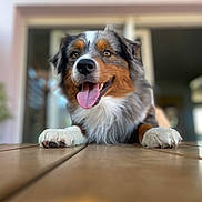 Yuky participe au concours pour gagner de l'argent avec cette photo : dog, australian_shepherd, pet, portrait, close_up, tongue_out, paws, wooden_table, bokeh, indoor, doorway, happy, smile, fur, nose, whiskers, playful, domestic_animal, brown_white_black, shallow_depth_of_field