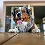 dog, australian_shepherd, pet, portrait, close_up, tongue_out, paws, wooden_table, bokeh, indoor, doorway, happy, smile, fur, nose, whiskers, playful, domestic_animal, brown_white_black, shallow_depth_of_field