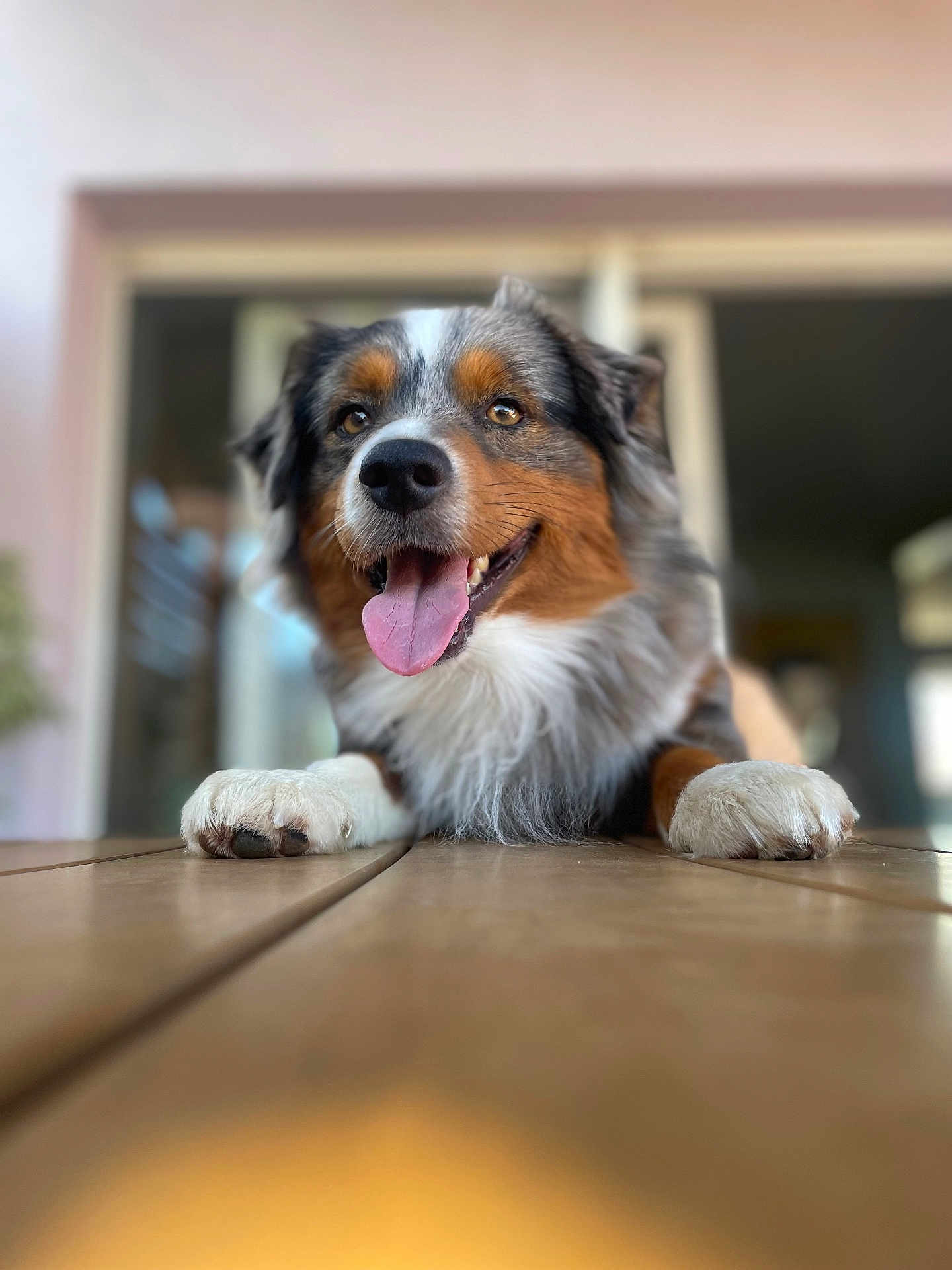 Yuky participe au concours pour gagner de l'argent avec cette photo : dog, australian_shepherd, pet, portrait, close_up, tongue_out, paws, wooden_table, bokeh, indoor, doorway, happy, smile, fur, nose, whiskers, playful, domestic_animal, brown_white_black, shallow_depth_of_field