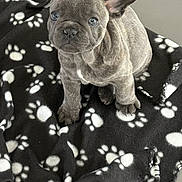 Peacky participe au concours pour gagner de l'argent avec cette photo : adorable, animal, blanket, companion, cozy, cute, dog, ears, eyes, floor, french_bulldog, fur, indoor, looking_up, paw_prints, pet, puppy, sitting, small, young