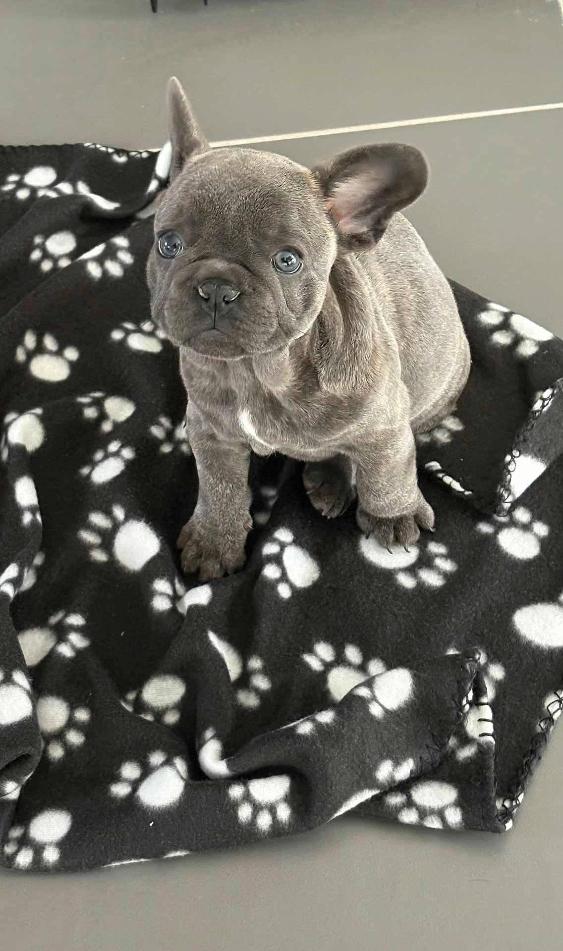 Peacky participe au concours pour gagner de l'argent avec cette photo : adorable, animal, blanket, companion, cozy, cute, dog, ears, eyes, floor, french_bulldog, fur, indoor, looking_up, paw_prints, pet, puppy, sitting, small, young