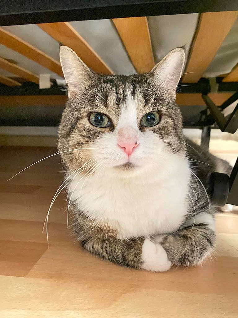 Bob participe au concours pour gagner de l'argent avec cette photo : box, carnivore, cat, domestic_short_haired_cat, door, felidae, flooring, foot, fur, hardwood, paw, small_to_medium_sized_cats, snout, whiskers, window, wood, wood_flooring