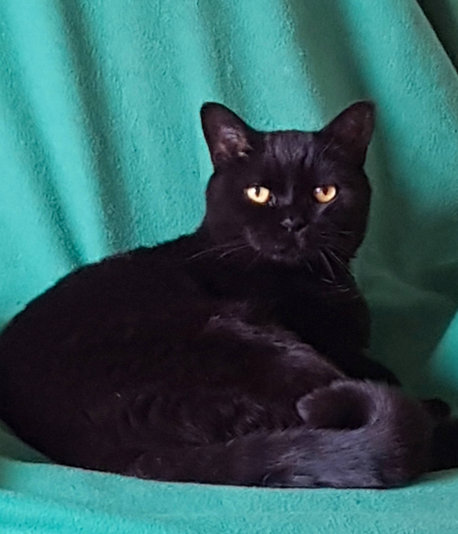 Harper a rejoint le concours — aidez-le/la à gagner de superbes lots ! black_cat, bombay, carnivore, cat, cat_supply, comfort, domestic_short_haired_cat, electric_blue, felidae, fur, grey, small_to_medium_sized_cats, snout, tail, terrestrial_animal, whiskers, window