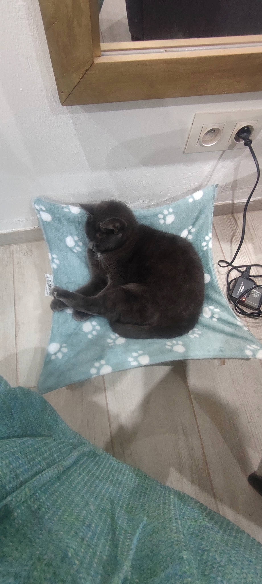 Bella a rejoint le concours — aidez-le/la à gagner de superbes lots ! black_cat, bombay, cable, carnivore, cat, comfort, domestic_short_haired_cat, felidae, fur, grey, linens, room, small_to_medium_sized_cats, snout, tail, terrestrial_animal, whiskers, wire