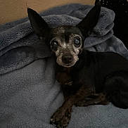 Naomi joined the competition — help win amazing prizes! dog, small_dog, black_dog, brown markings, pointy_ears, large_eyes, pet, animal, portrait, close_up, lying_down, blanket, blue_blanket, indoors, home, cozy, relaxed, camera_gaze, dark_lighting, cute