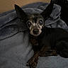 dog, small_dog, black_dog, brown markings, pointy_ears, large_eyes, pet, animal, portrait, close_up, lying_down, blanket, blue_blanket, indoors, home, cozy, relaxed, camera_gaze, dark_lighting, cute