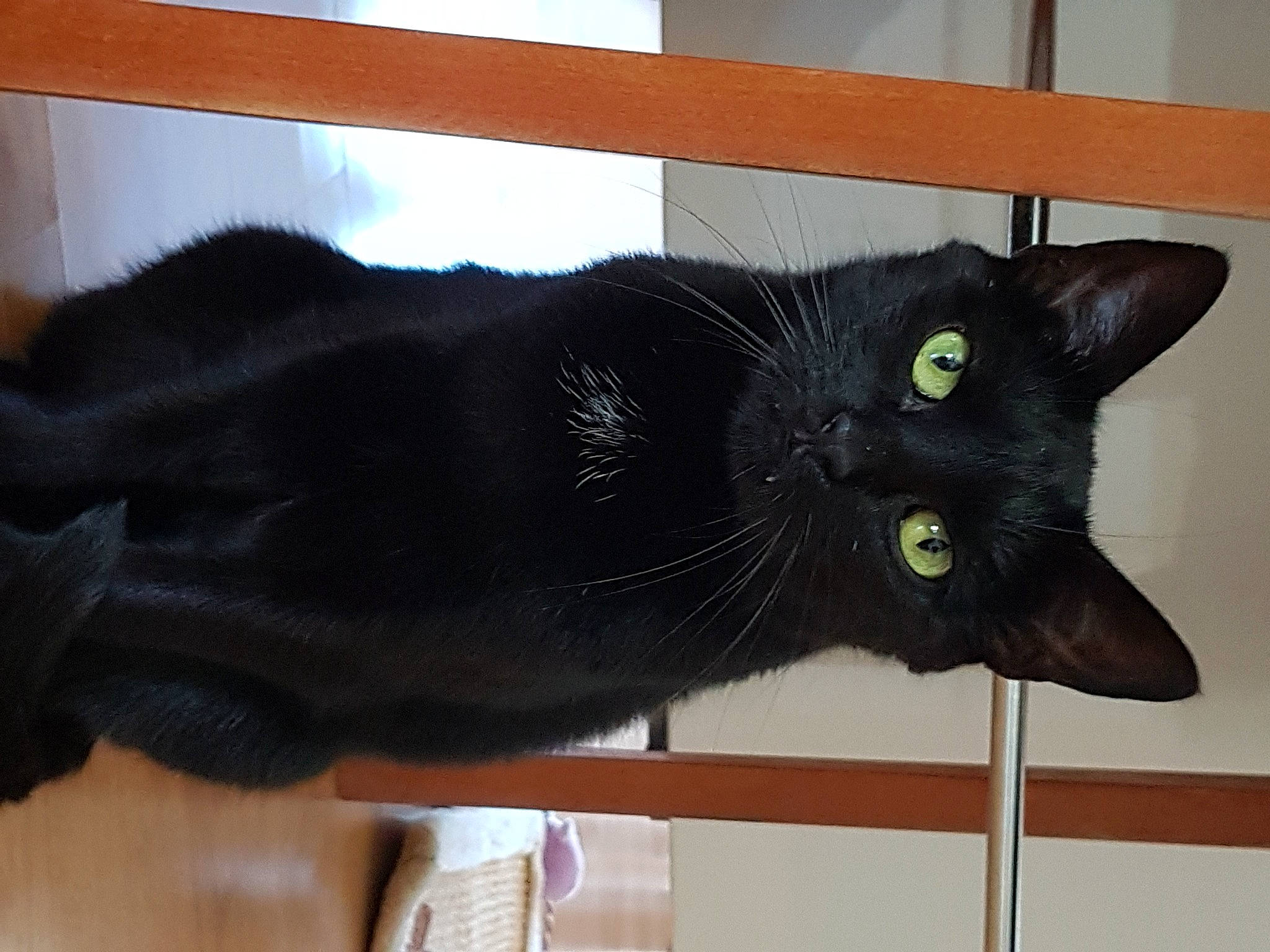 Baguerra a rejoint le concours — aidez-le/la à gagner de superbes lots ! black_cat, bombay, carnivore, cat, claw, domestic_short_haired_cat, felidae, fur, small_to_medium_sized_cats, snout, tail, terrestrial_animal, whiskers, window