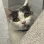 cat, curious, yellow_eyes, whiskers, white_fur, gray_fur, closeup, curtain, texture, indoor, pet, animal, face, ears, nose, feline, looking, soft_light, domestic, alert