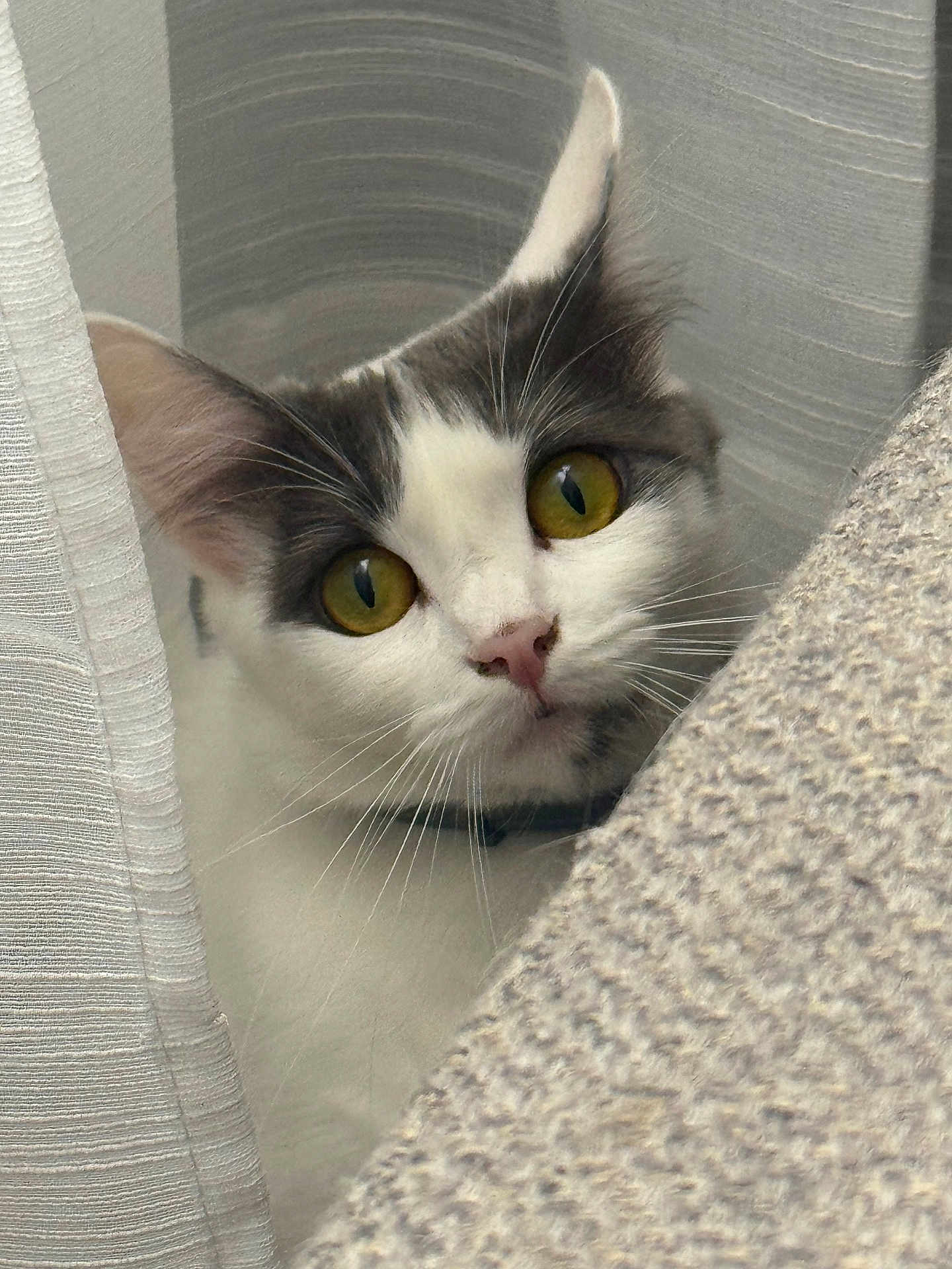 Sireli joined the competition — help win amazing prizes! cat, curious, yellow_eyes, whiskers, white_fur, gray_fur, closeup, curtain, texture, indoor, pet, animal, face, ears, nose, feline, looking, soft_light, domestic, alert