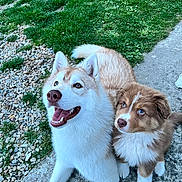 ébène participe au concours pour gagner de l'argent avec cette photo : dog, husky, puppy, grass, concrete, pebbles, outdoor, pet, animal, canine, happy, smiling, fur, ears, tail, cute, playful, looking_up, nature, footwear