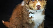 ébène a rejoint le concours — aidez-le/la à gagner de superbes lots ! animal, black_background, brown_fur, collar, cute, dog, domestic_animal, eyes, fluffy, fur, nose, paw, pet, portrait, puppy, sitting, studio, tag, white_fur, young_dog