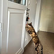 Adji a rejoint le concours — aidez-le/la à gagner de superbes lots ! cat, tabby, door, keys, indoor, floor, tile_floor, curious, pet, animal, standing, hind_legs, wall, door_handle, home, house, feline, domestic_cat, brown, white