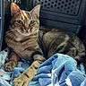 Adji a rejoint le concours — aidez-le/la à gagner de superbes lots ! cat, tabby_cat, pet_carrier, blanket, blue_blanket, indoor, sunlight, pet, animal, feline, resting, cozy, whiskers, fur, paw, close_up, comfort, cage, relaxing, domestic_animal