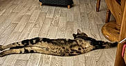 Adji participe au concours pour gagner de l'argent avec cette photo : cat, tabby_cat, lying_down, stretched_out, wooden_floor, flooring, pet_bowl, furniture, cabinet, chair, home_interior, domestic_animal, relaxing, striped_fur, indoor, animal, mammal, resting, wood, cozy