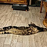 cat, tabby_cat, lying_down, stretched_out, wooden_floor, flooring, pet_bowl, furniture, cabinet, chair, home_interior, domestic_animal, relaxing, striped_fur, indoor, animal, mammal, resting, wood, cozy
