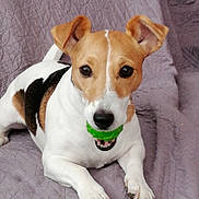 Nouba participe au concours pour gagner de l'argent avec cette photo : dog, jack_russell_terrier, pet, animal, toy, green_toy, quilt, purple, laying_down, ears_up, playful, cute, indoor, close_up, face, mouth, paws, fur, small_dog, alert