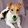 dog, jack_russell_terrier, pet, animal, toy, green_toy, quilt, purple, laying_down, ears_up, playful, cute, indoor, close_up, face, mouth, paws, fur, small_dog, alert