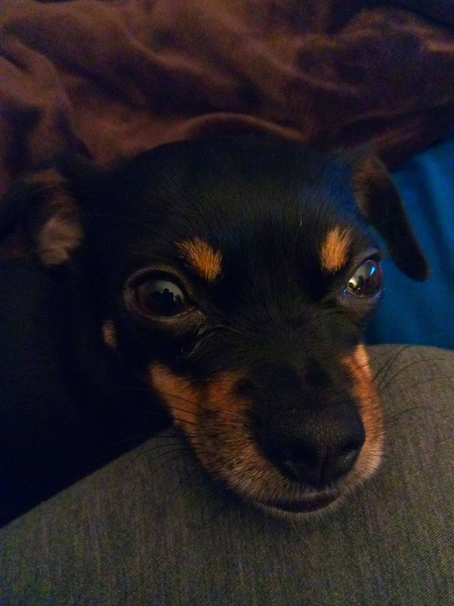 Tinka joined the competition — help win amazing prizes! canidae, carnivore, companion_dog, darkness, dog, dog_breed, electric_blue, fur, hunting_dog, puppy, snout, sporting_group, toy_dog, whiskers, working_animal, working_dog