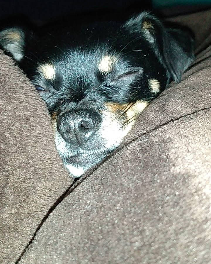 Tinka joined the competition — help win amazing prizes! canidae, carnivore, claw, companion_dog, dog, dog_breed, electric_blue, fur, grey, paw, puppy, snout, sporting_group, terrestrial_animal, toy_dog, whiskers, wildlife